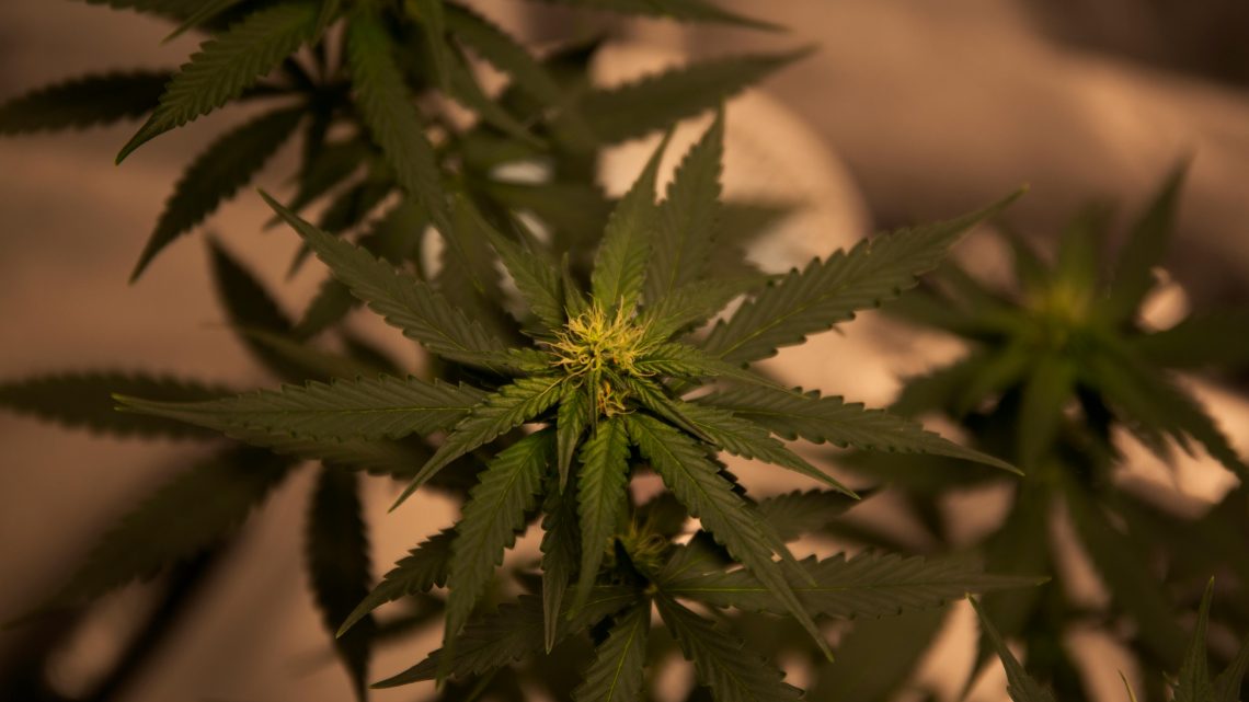 Un Vistazo al Jardín Secreto: El Cultivo de Cannabis en los Clubes y el Control de Calidad